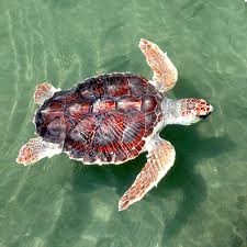 Image result for Caretta caretta