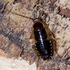 Attēlu rezultāti vaicājumam “Ectobius sylvestris male”