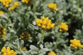 Image result for Strohblume