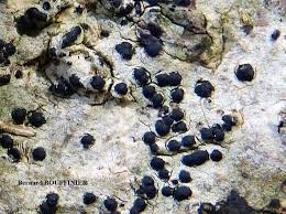 Attēlu rezultāti vaicājumam “Acrocordia gemmata”