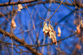 Attēlu rezultāti vaicājumam “Acer tataricum subsp. ginnala fruit”