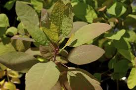 Attēlu rezultāti vaicājumam “Cotinus coggygria leaf”