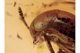 Attēlu rezultāti vaicājumam “Leiodidae”