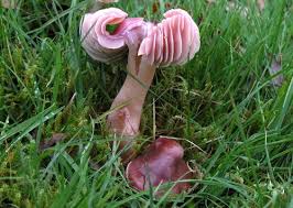 Attēlu rezultāti vaicājumam “Gloeocapsa rupestris”