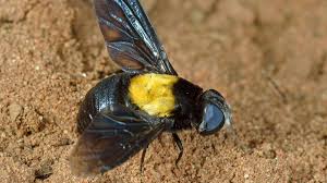 Attēlu rezultāti vaicājumam “Bombyliidae”