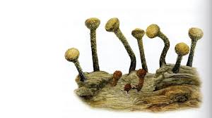 Attēlu rezultāti vaicājumam “Sclerophora coniophaea”