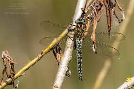 Attēlu rezultāti vaicājumam “Brachytron pratense”