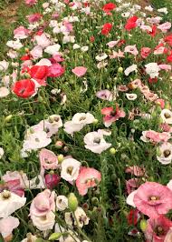 Image result for Papaver rhoeas 'Shirley'