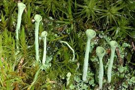 Attēlu rezultāti vaicājumam “Cladonia fimbriata”