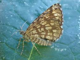 Attēlu rezultāti vaicājumam “Chiasmia clathrata”