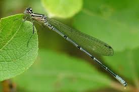 Attēlu rezultāti vaicājumam “Coenagrion puella male”