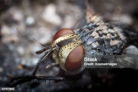 Attēlu rezultāti vaicājumam “Brachycera”