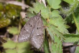 Attēlu rezultāti vaicājumam “Semioscopis avellanella imago”