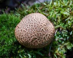 Attēlu rezultāti vaicājumam “Ramariopsis crocea”