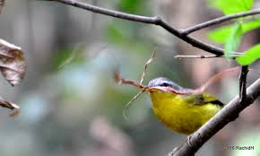 Image result for Phylloscopus humei