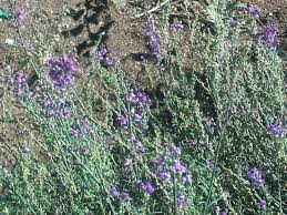 Image result for Linaria purpurea