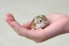 Image result for Gerbil