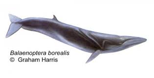 Image result for Balaenoptera borealis