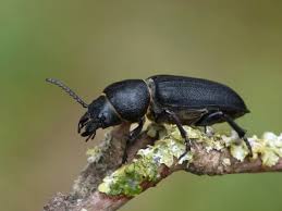 Attēlu rezultāti vaicājumam “Spondylis buprestoides”