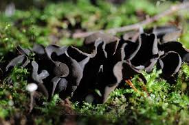 Attēlu rezultāti vaicājumam “Ionomidotis irregularis”