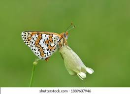 Attēlu rezultāti vaicājumam “Melitaea cinxia”