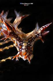 ผลการค้นหารูปภาพสำหรับ Bornella Anguilla