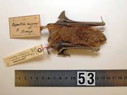 Attēlu rezultāti vaicājumam “Vespertilio murinus”