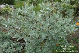 Attēlu rezultāti vaicājumam “Salix lapponum”