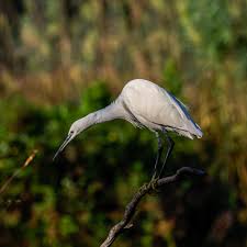 Attēlu rezultāti vaicājumam “Egretta garzetta”