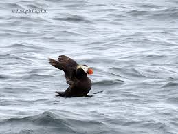 Image result for Fratercula cirrhata