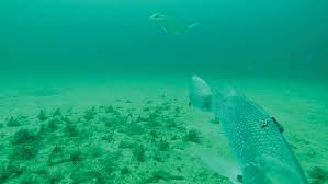 Image result for Lutjanus campechanus