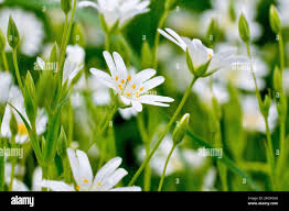 Attēlu rezultāti vaicājumam “Stellaria holostea flower”