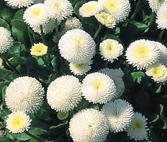 Image result for Bellis perennis