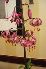 Image result for Lilium martagon `Chameleon`