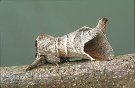 Attēlu rezultāti vaicājumam “Clostera curtula”