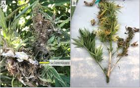 Attēlu rezultāti vaicājumam “Trichia botrytis var. cerifera stalked”