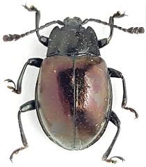 Attēlu rezultāti vaicājumam “Endomychidae”