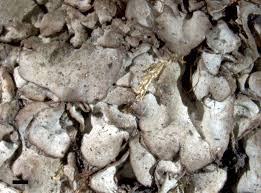 Attēlu rezultāti vaicājumam “Dermatocarpon miniatum”