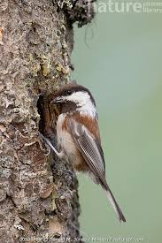 Image result for Poecile montana