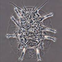 Attēlu rezultāti vaicājumam “Heterotrichia oerstedii (syn. Arcyria oerstedii)”