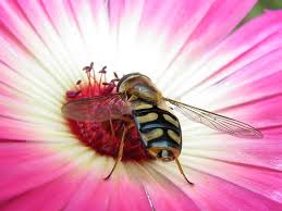 Image result for Mesembryanthemum criniflorum