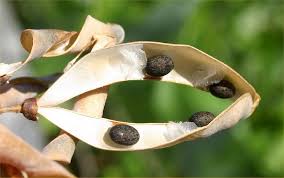 Attēlu rezultāti vaicājumam “Dipogon sp.”