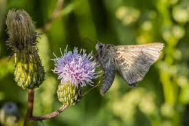 Attēlu rezultāti vaicājumam “Autographa excelsa”