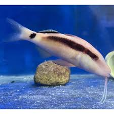 Image result for Parupeneus trifasciatus