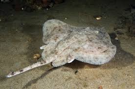 Image result for Dipturus laevis