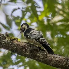 Attēlu rezultāti vaicājumam “Dendrocopos minor female”
