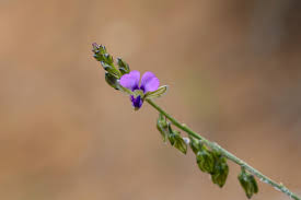 Attēlu rezultāti vaicājumam “Polygalaceae”