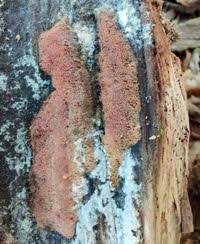 Attēlu rezultāti vaicājumam “Ceriporia viridans”