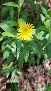 Image result for Buphthalmum salicifolium