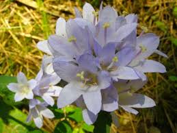 Attēlu rezultāti vaicājumam “Campanula trachelium”